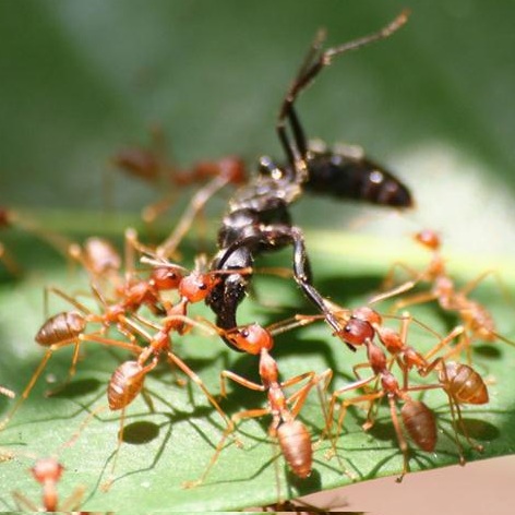 14 cách diệt kiến trong nhà tận gốc mà không dùng hóa chất